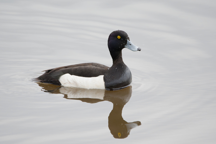 Thumbnail of Tufted Duck